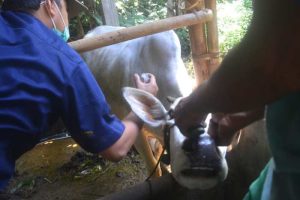Vaksin Ayam Kampung di Baturaden, Banyumas yang Efektif