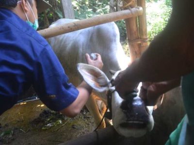 Vaksin Ayam Kampung di Baturaden, Banyumas