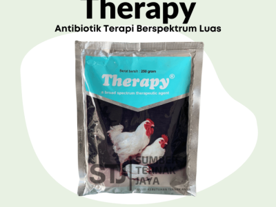 Obat Ayam Ngorok di Kutoarjo, Purworejo