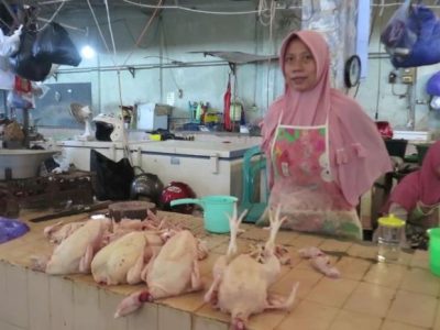 Usaha Ayam Broiler di Kaligesing, Purworejo