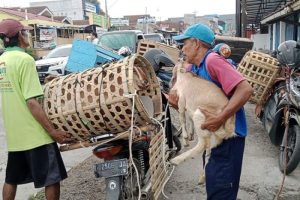 Ayam Tidak Mau Makan di Ajibarang, Banyumas