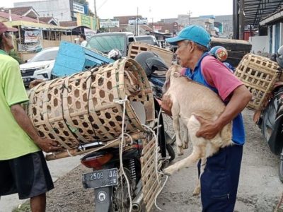 Ayam Tidak Mau Makan di Ajibarang, Banyumas