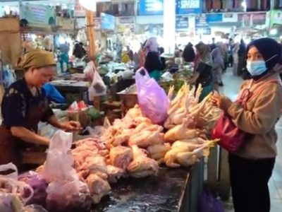 Harga DOC Hari Ini di Padureso, Kebumen