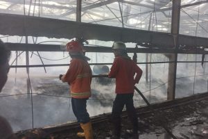 Ayam Bangkok Pukul Mati di Baturaden Banyumas