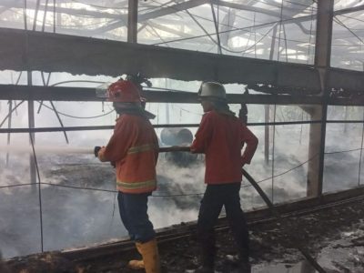Ayam Bangkok Pukul Mati di Baturaden, Banyumas