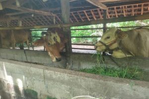 Ayam Lumpuh di Banyuurip, Purworejo Fenomena Unik