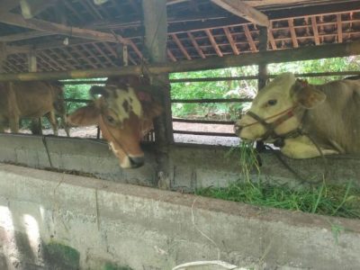 Ayam Lumpuh di Banyuurip, Purworejo