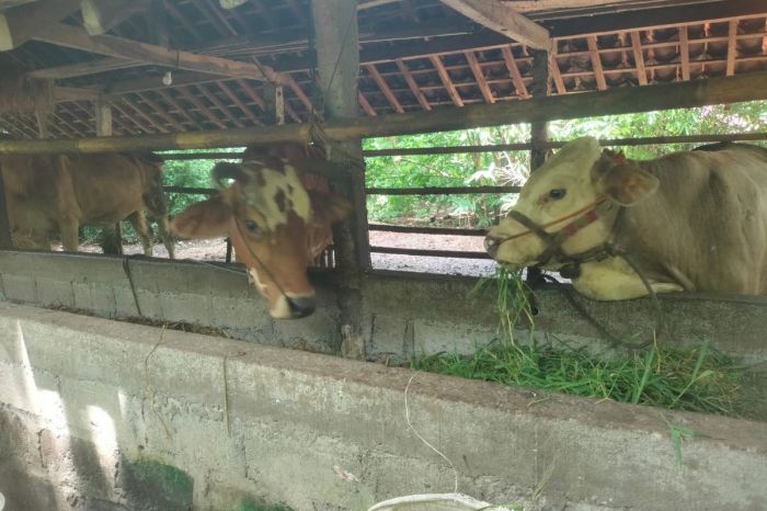 Ayam Lumpuh di Banyuurip, Purworejo