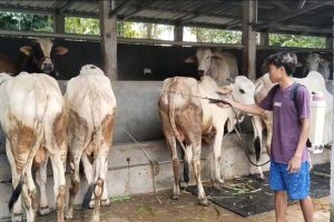 Ayam Broiler Mati di Pejagoan, Kebumen Penyebab dan Solusi