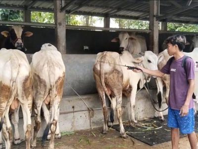 Ayam Broiler Mati di Pejagoan, Kebumen