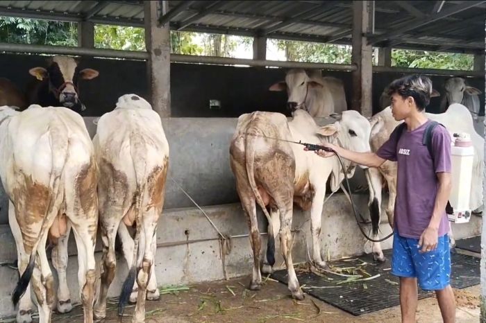 Ayam Broiler Mati di Pejagoan, Kebumen