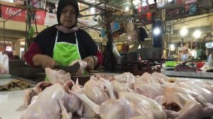 Ayam Termahal di Kemranjen, Banyumas yang Mengagumkan