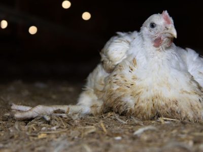 Ayam Sakit di Sumpiuh, Banyumas
