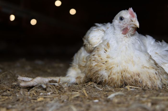 Ayam Sakit di Sumpiuh, Banyumas