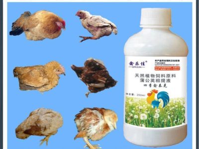 Obat Ayam Ngorok di Sadang, Kebumen