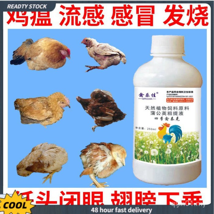 Obat Ayam Ngorok di Sadang, Kebumen