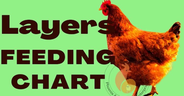 Pakan Ayam Petelur di Sadang, Kebumen