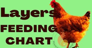 Pakan Ayam Petelur di Sadang, Kebumen yang Optimal