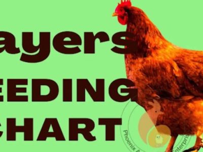Pakan Ayam Petelur di Sadang, Kebumen