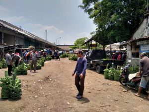 Harga Ayam Bangkok di Ajibarang, Banyumas Terkini