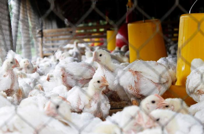 Ternak Ayam Broiler di Sokaraja, Banyumas