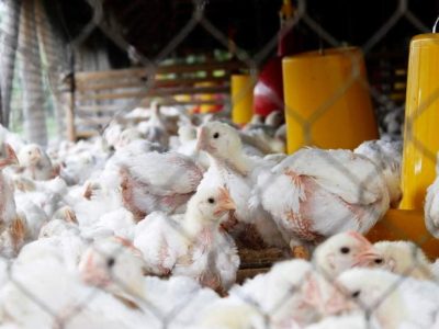 Ternak Ayam Broiler di Sokaraja, Banyumas