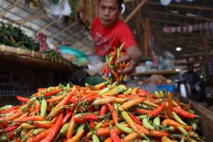 Harga DOC Hari Ini di Kebasen, Banyumas Terbaru