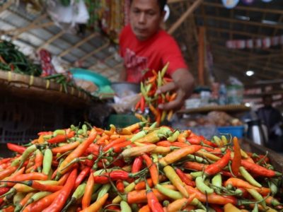 Harga DOC Hari Ini di Kebasen, Banyumas