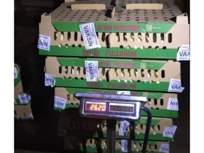 DOC Broiler Murah di Ajibarang, Banyumas