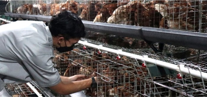 Ayam Petelur Tidak Produksi di Mirit, Kebumen