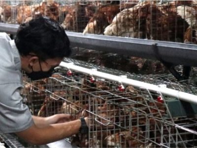 Ayam Petelur Tidak Produksi di Mirit, Kebumen