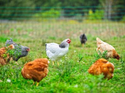 Ternak Ayam Organik di Sadang, Kebumen