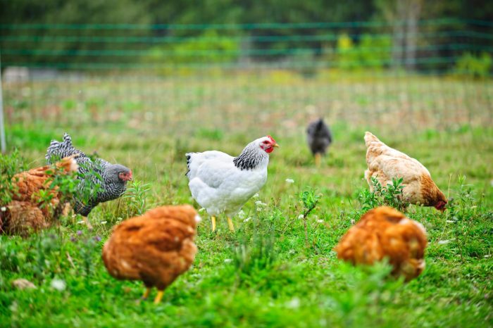Ternak Ayam Organik di Sadang, Kebumen