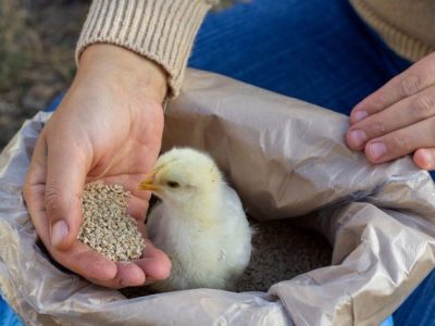 FCR Ayam Broiler di Poncowarno, Kebumen