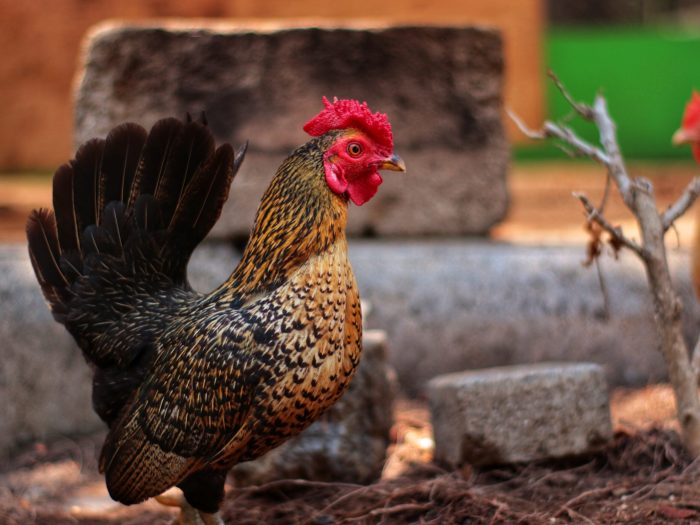 Ayam Termahal di Kuwarasan, Kebumen