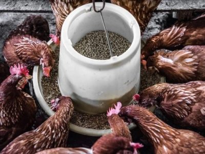 Pakan Ayam Terbaik di Sumbang, Banyumas