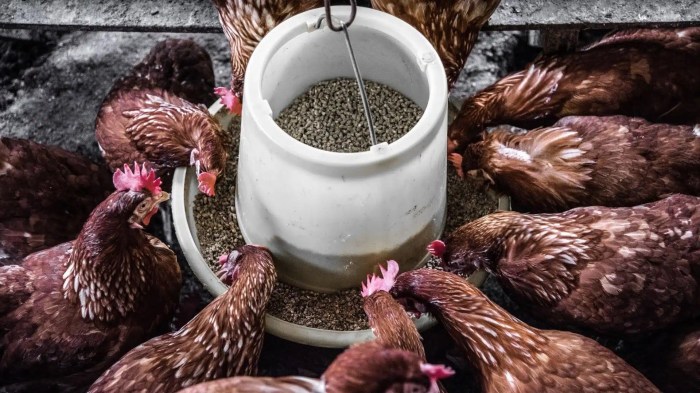 Pakan Ayam Terbaik di Sumbang, Banyumas