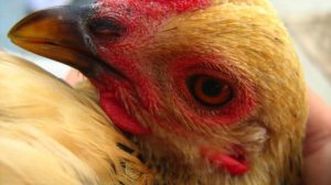 Penyakit Snot Ayam di Kuwarasan, Kebumen yang Mengkhawatirkan