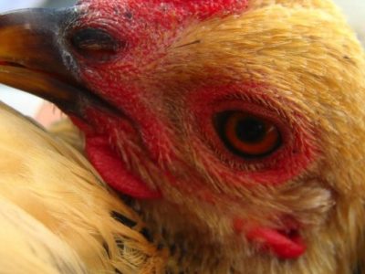 Penyakit Snot Ayam di Kebasen, Banyumas