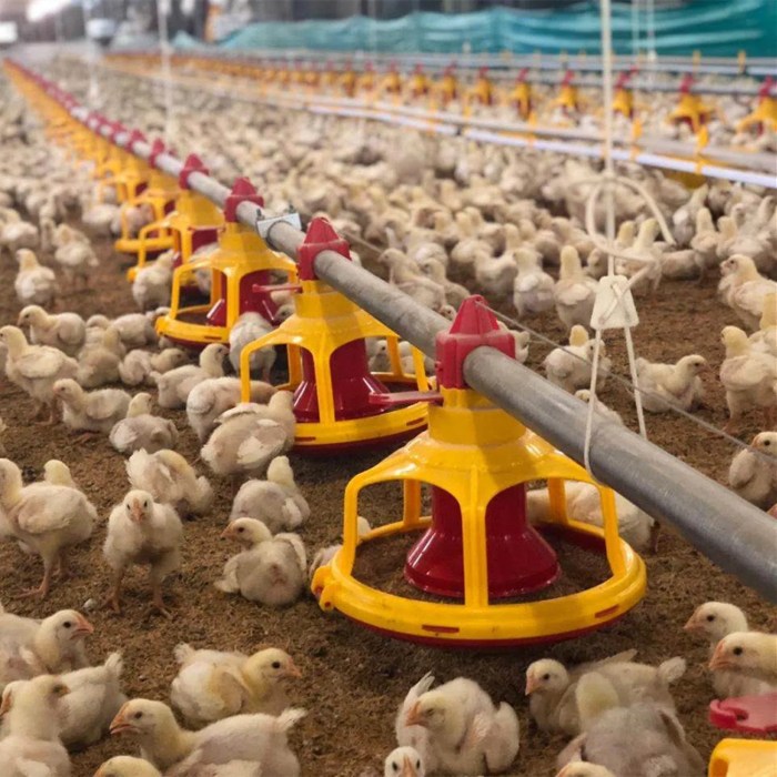 Alat Ternak Ayam di Somagede, Banyumas