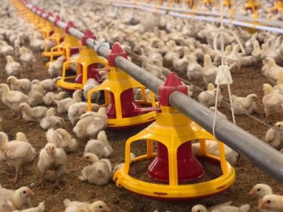 Alat Ternak Ayam di Somagede, Banyumas