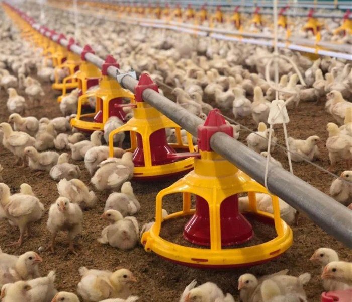 Alat Ternak Ayam di Somagede, Banyumas