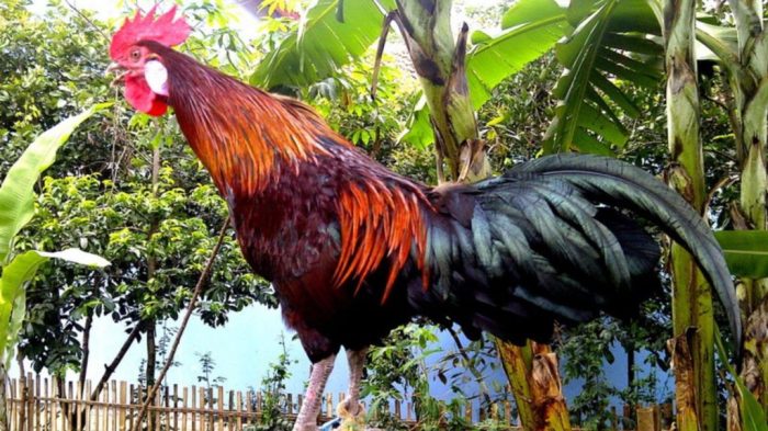 Ayam Termahal di Bener, Purworejo