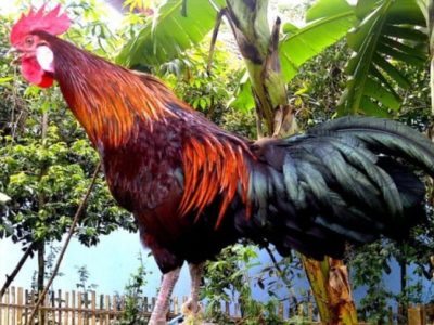 Ayam Termahal di Bener, Purworejo