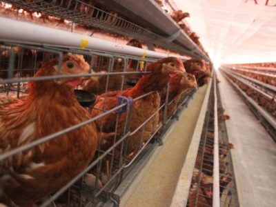 DOC Ayam Petelur di Rowokele, Kebumen