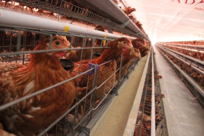 DOC Ayam Petelur di Rowokele, Kebumen