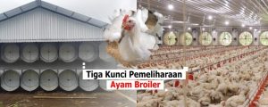 Usaha Ayam Broiler di Gumelar, Banyumas yang Menguntungkan