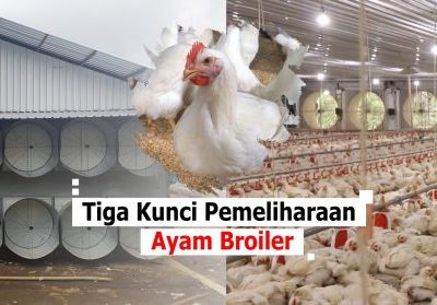 Usaha Ayam Broiler di Gumelar, Banyumas