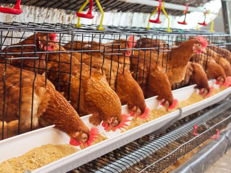 Pakan Ayam Terbaik di Wangon, Banyumas