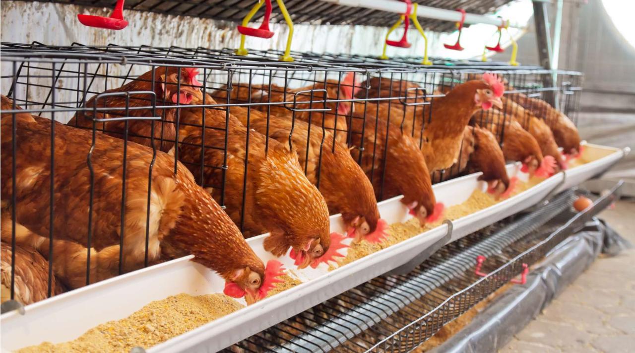 Pakan Ayam Terbaik di Wangon, Banyumas